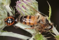 *L'araigne Napolon ou le thomise globuleux (Araneae - Thomisidae - Synema globosum)